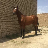 اسب مادیان دره شوری و کره نریون دره شوری  مناسب