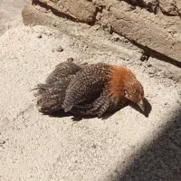 جوجه