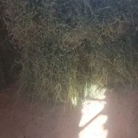 یونجه چیدن دومی خالص گول