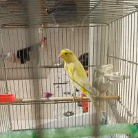 قناری معاوضه با عروس یا سهره