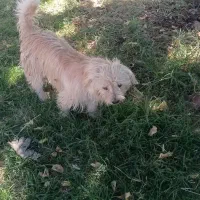 1111|سگ|لیلان, |دیوار