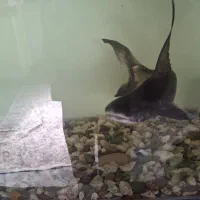 کوسه ماهی|ماهی|بندرعباس, |دیوار