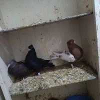 کبوتر