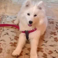 حیوان خانگی فروخته میشود