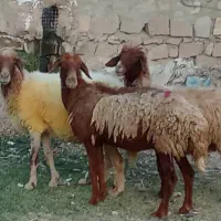 میش آبستن نژادغزل همو