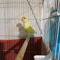 طوطی برزیلی ماده