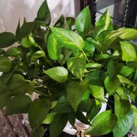 پتوس|گل و گیاه طبیعی|مشکیندشت, |دیوار