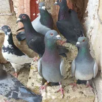 کفتر نر پلاکی