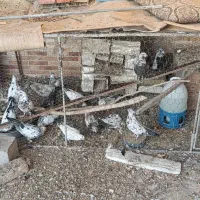 کبوتر خانگی