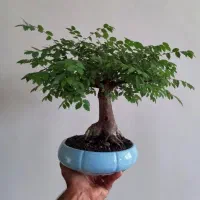 بونسای نارون