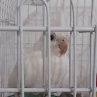 فروش انواع عروس هلندی های زیبا|پرنده|رامهرمز, |دیوار