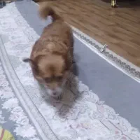 واگذاری سگ نژاد کورگی