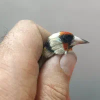 سهره چهارگل|پرنده|مشهد, شهرک مهرگان|دیوار