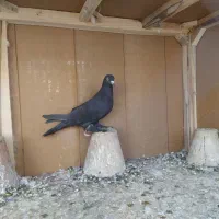 ۴ عدد کبوتر