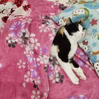 واگذاری گربه