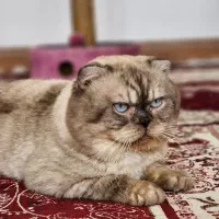 گربه اسکاتیش نر بالغ