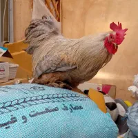 سه عدد خروس کوشین اصل