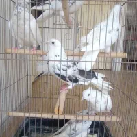 ۱۲عددکبوتر پرشی،زیبا،سودار،صاف وتن وکت کولدار