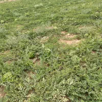 هنداونه