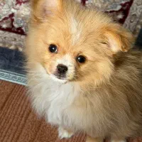 پامرانین خرسی