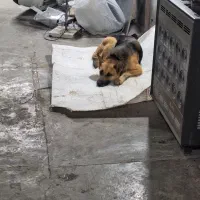 فورشی دوقلاده سک ماده ژرمن وماده هاسکی