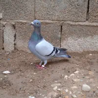 کبوتر پلاکی دو خط