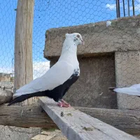 دمبی .با جوجه .دم سیاه