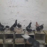 کفتر نر سوراخ