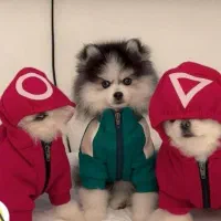 سگ جیبی|سگ|اصفهان, شاه پسند|دیوار