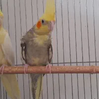 یک جفت عروس هلندی مولد بایک جوجه بالغ|پرنده|کنگاور, |دیوار