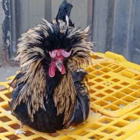 خروس زینتی به فروش میر سد|حیوانات مزرعه|گلپایگان, |دیوار