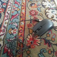 موس کابلی عالی