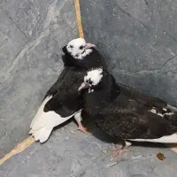 یک جفت کفتر ابلق|پرنده|مریوان, |دیوار