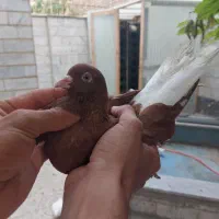 فروشی ۲۵۰هزار تومن فقط و فقط یجایی