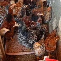 مرغ و خروس لوهمن دزدیده شده(زمینی 400 میلیونی )