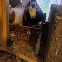 کبوتر سالم بدون مریضی نر هس عالی|پرنده|جغتای, |دیوار