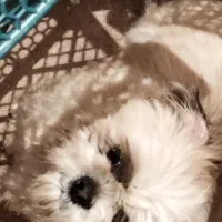 سگ پا کوتاه|سگ|هشتگرد, فشند|دیوار