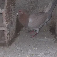 یک زرده ماده