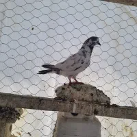 کبوتر پرشی|پرنده|پارس‌آباد, |دیوار