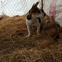 سگ پاکوتاه|سگ|لاهیجان, بازکیاگوراب|دیوار