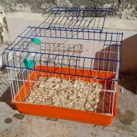 خرگوش لوپ|موش و خرگوش|مشهد, قائم|دیوار