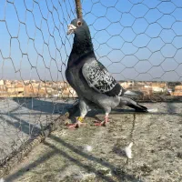 جان اردن نر