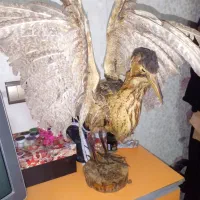 مرغ دریایی حیوان واقعی ک خشک شده