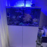 آکواریوم آب شور بک سامپ