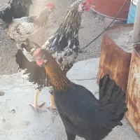 تخم مرغ نطفه دار از بهترین مولدها۳۷عدد|حیوانات مزرعه|شیراز, آزادگان|دیوار