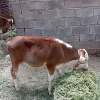 دوعدد گاو گوساله.