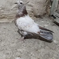 نر کله ای اصیل و جوجه  ب شرط|پرنده|آسارا, |دیوار