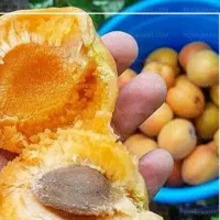 فروش نهال زردآلو نصیری