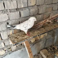 کبوتر|پرنده|قم, تعویض پلاک|دیوار