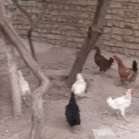 مرغ وخروس